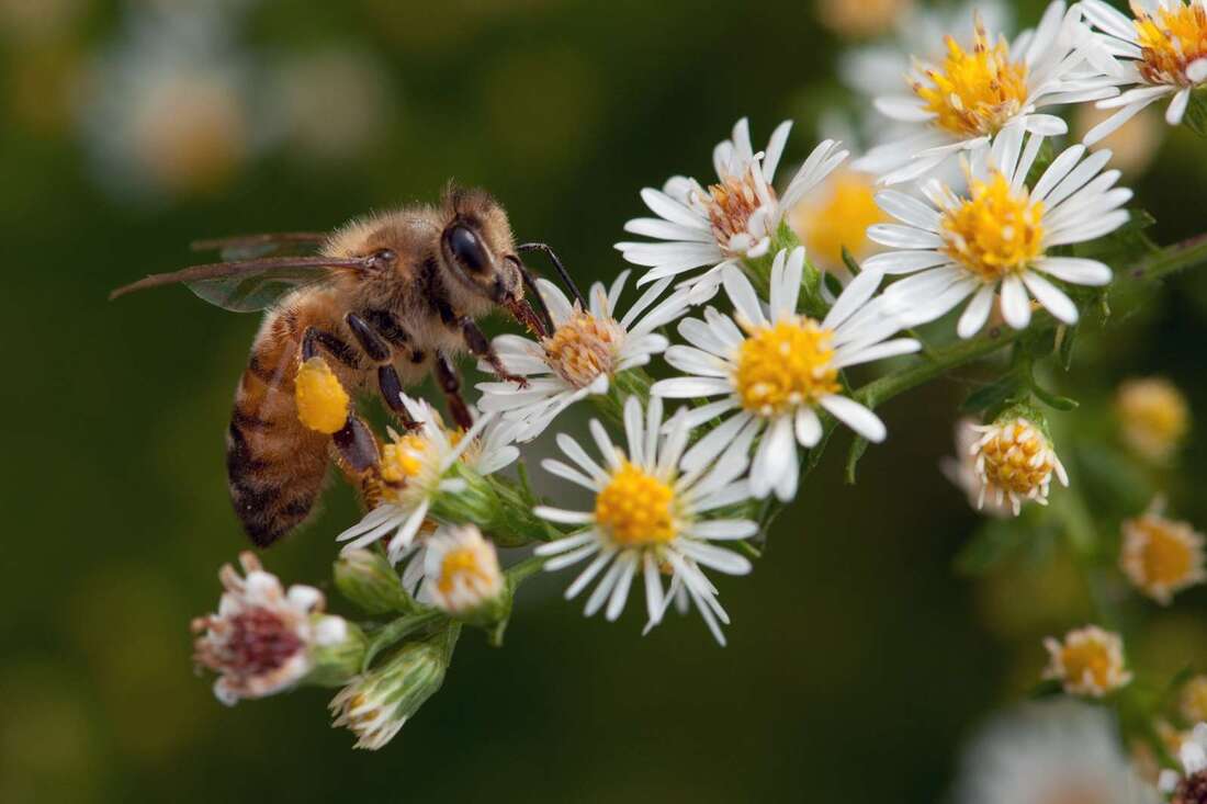 Plant Flowers for Bees