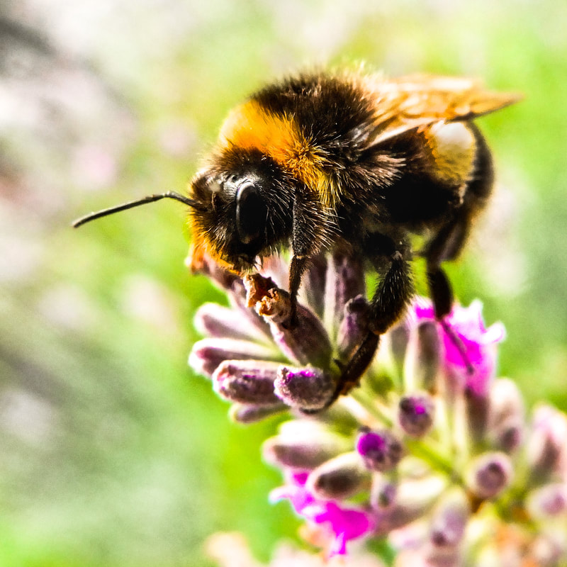 Bee by photographer David Godfrey