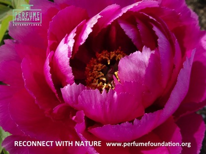 Natural Perfumery Campaign Free Content 