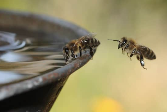 Give Water to Bees