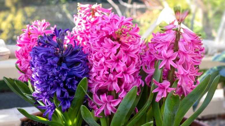 Hyacinth Messengers of Spring