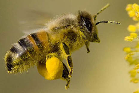 International Bee Day
