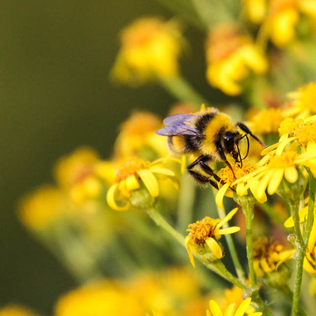 Bee by David Godfrey