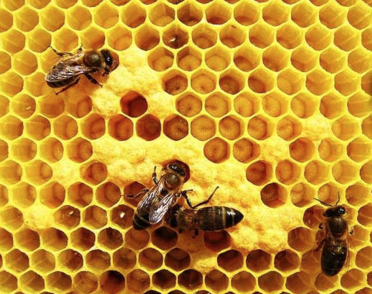 Bee hive